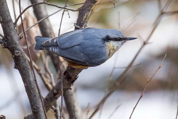 Nuthatch — Stock Photo, Image