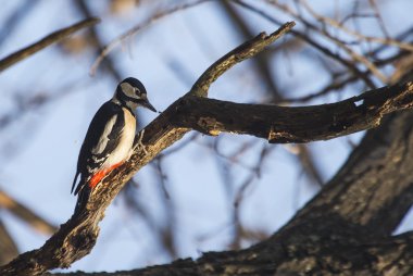 Büyük Benekli Ağaçkakan (Dendrocopos major) 