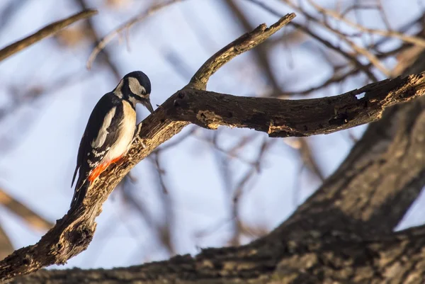 大斑点啄木鸟（Dendrocopos major) — 图库照片