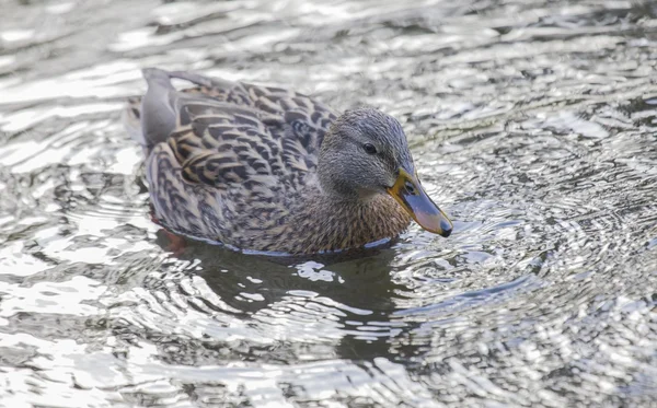 Pato-de-bico — Fotografia de Stock