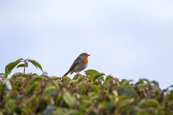 Robin Red Breast — Stock Photo, Image