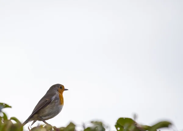 Robin Red Breast — Stock Photo, Image