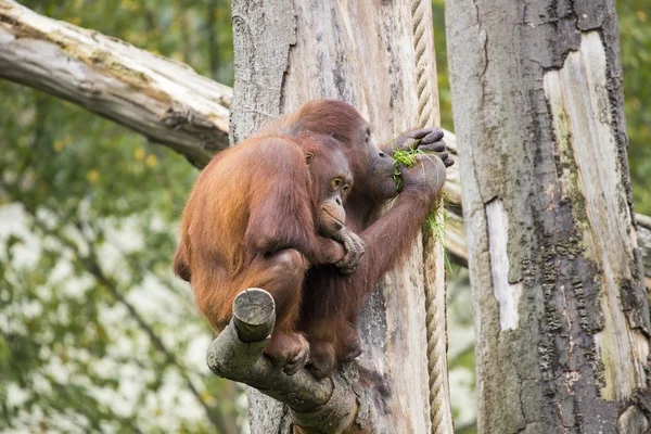 Orang-Utan — Stockfoto