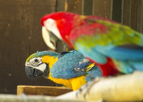 Papuga Mccaw niebieski idealna żółty — Zdjęcie stockowe