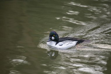 GoldenEye'yı