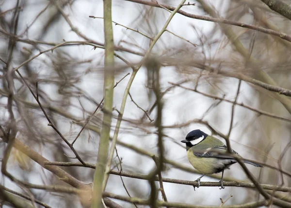 Grande mésange — Photo