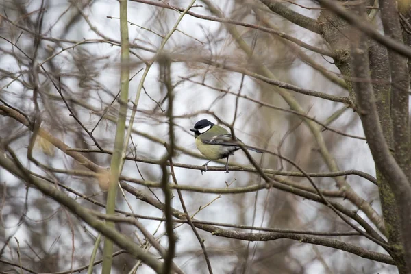 Grande mésange — Photo