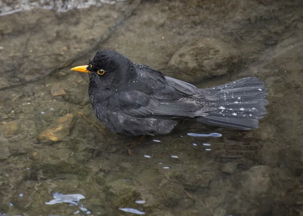Blackbird (mannelijk) — Stockfoto