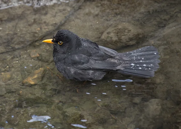 Blackbird (male) — Stock Photo, Image