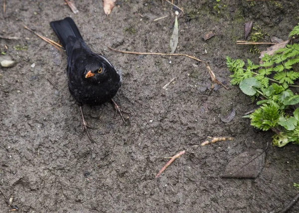 Blackbird (mannelijk) — Stockfoto