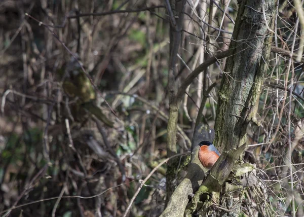 Eurasian Bullfinch - Pyrrhula — Stock Photo, Image