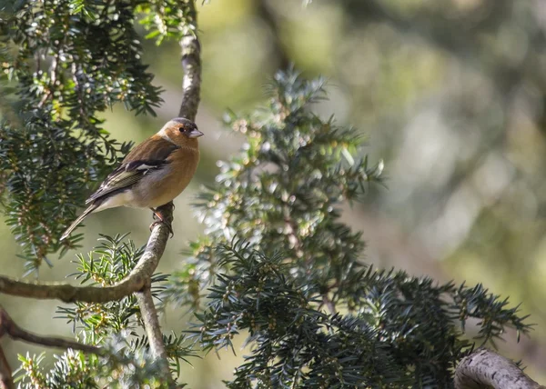 Chaffinch (Masculino ) — Fotografia de Stock