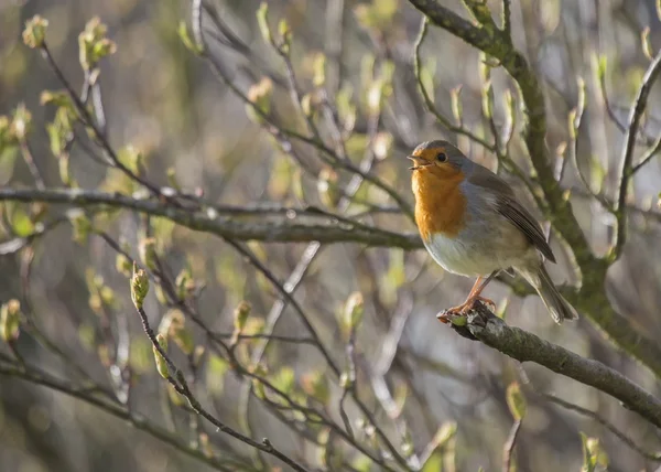 Robin Red Breast — Stock Photo, Image