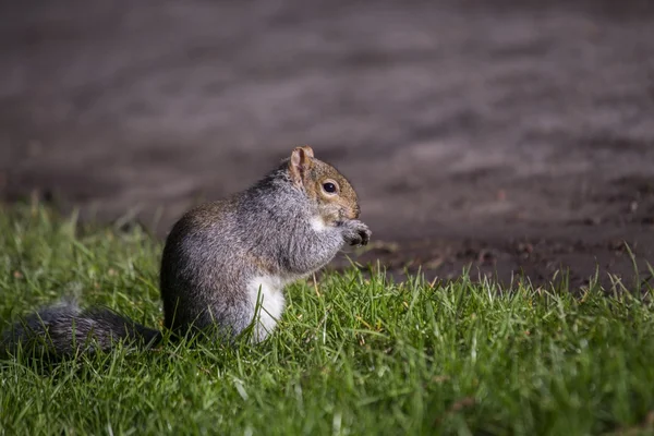 Grauhörnchen — Stockfoto