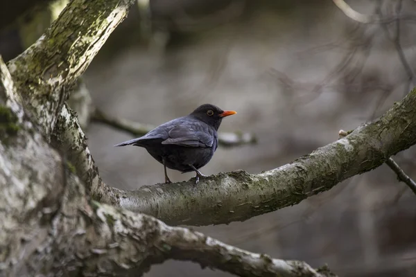 Blackbird (чоловіки ) — стокове фото