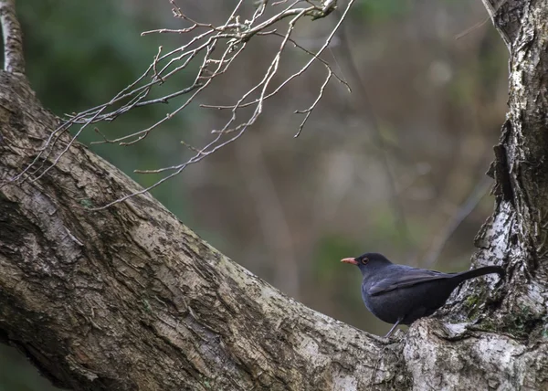 Blackbird (samec) — Stock fotografie