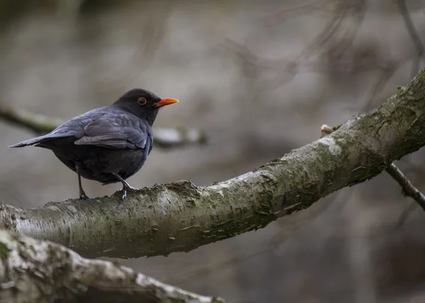 Blackbird (samec) — Stock fotografie