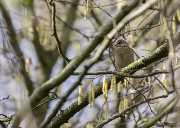 Greenfinch — Fotografie, imagine de stoc