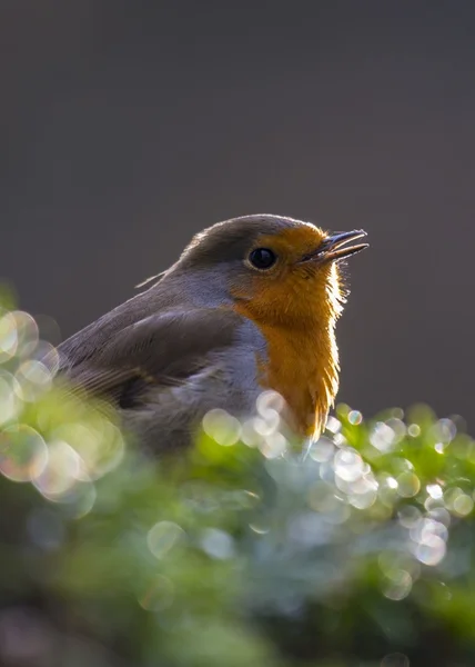 Vörös Robin mell — Stock Fotó