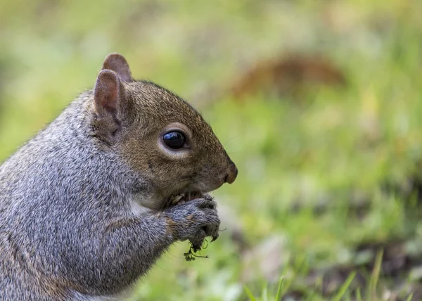 회색 다람쥐겨울 회색 다람쥐 — 스톡 사진