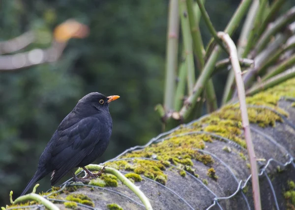 Blackbird (чоловіки ) — стокове фото