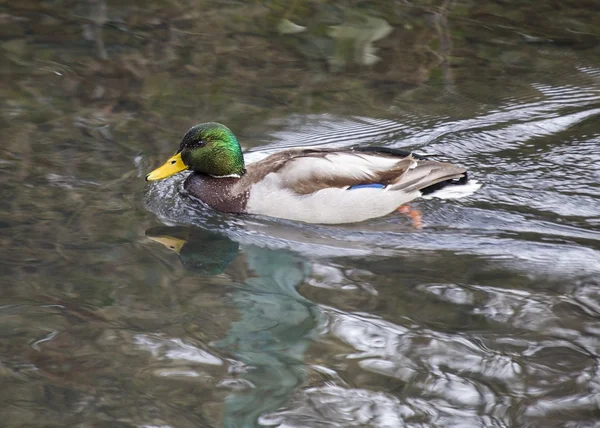 Mallard (Male) — Stock Photo, Image