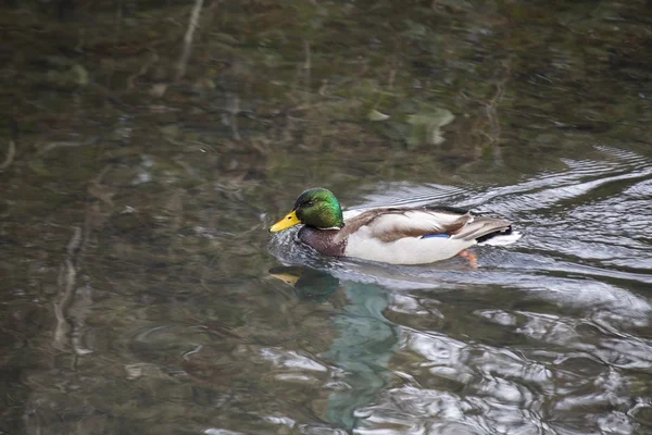 Mallard (Male) — Stock Photo, Image