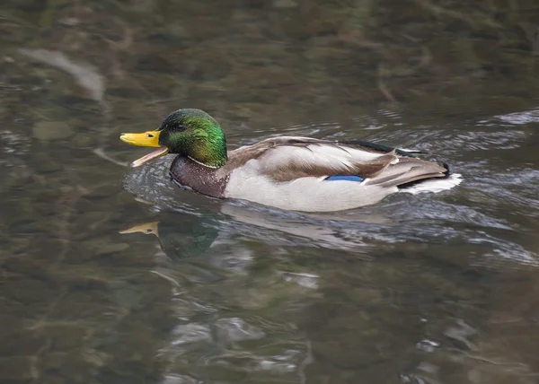 Mallard (Male) — Stock Photo, Image