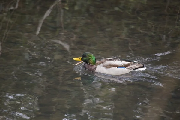 Mallard (Male) — Stock Photo, Image