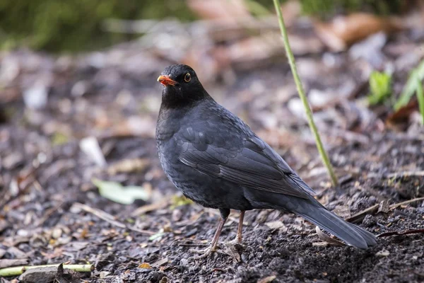 Amsel (Männchen)) — Stockfoto