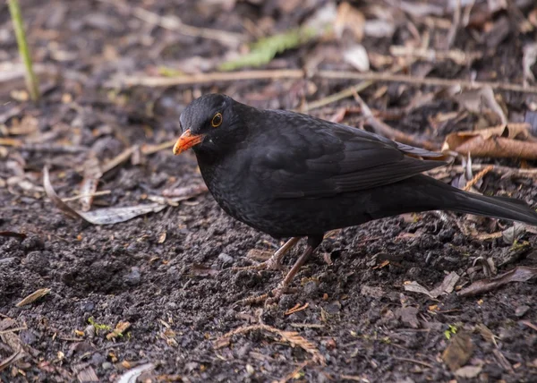 Blackbird (mannelijk) — Stockfoto