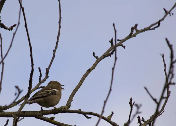 Chaffinch (Masculino ) — Fotografia de Stock