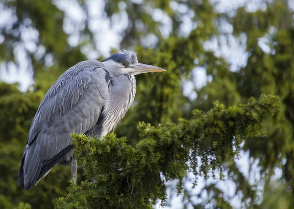 Reiger — Stockfoto