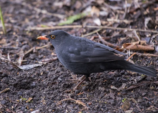 Blackbird (Мужской ) — стоковое фото