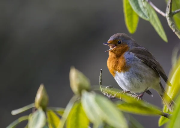 Robin Red Breast — Stock Photo, Image