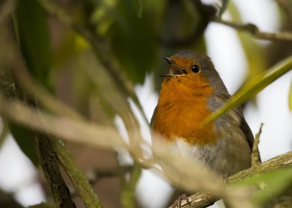 Robin red piersi — Zdjęcie stockowe