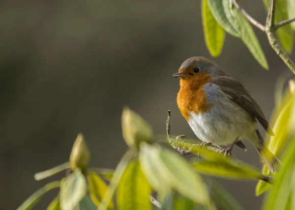 Robin red piersi — Zdjęcie stockowe