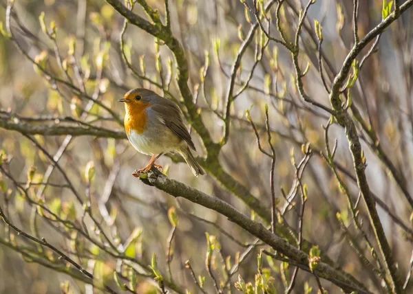 Robin red piersi — Zdjęcie stockowe