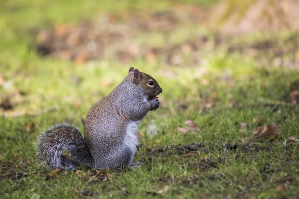 Ardilla gris — Foto de Stock