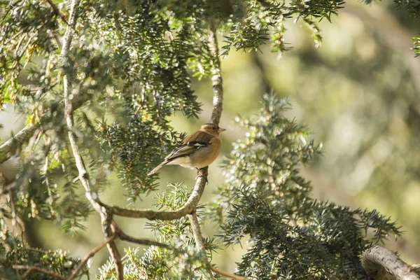 Chaffinch (Masculino ) — Fotografia de Stock