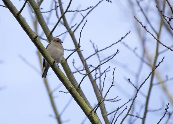 Chaffinch — стокове фото