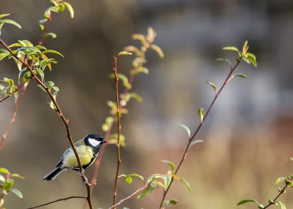 Great Tit — Stock Photo, Image