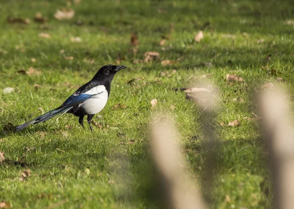 Magpie in Tree — Stock Photo, Image