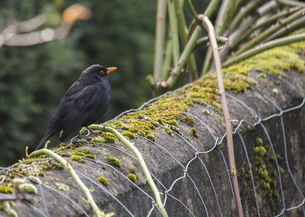 Blackbird (hane) — Stockfoto