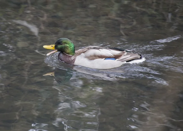 Mallard — Stock Photo, Image