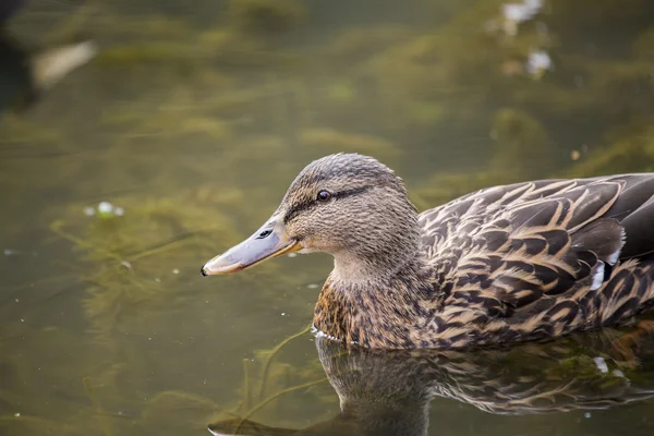 Canard colvert — Photo