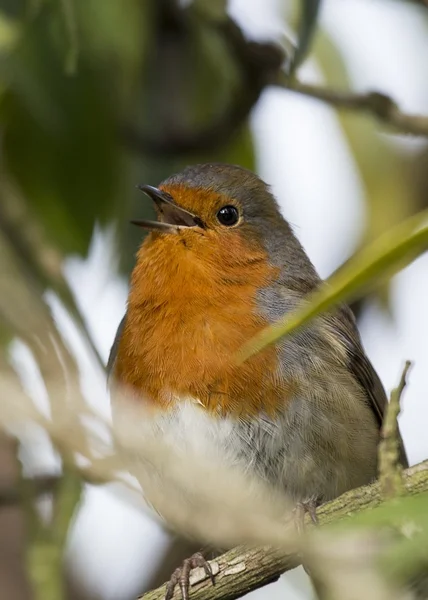 Robin red piersi — Zdjęcie stockowe