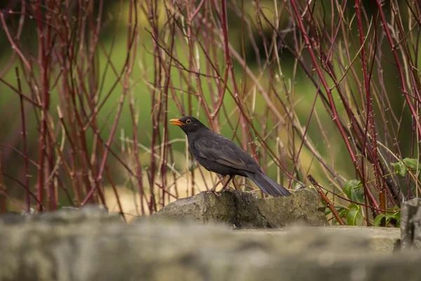 Amsel (Männchen)) — Stockfoto