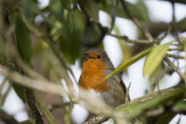 Robin red piersi — Zdjęcie stockowe