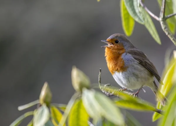 Robin Red Breast — Stock Photo, Image